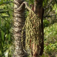 Oncosperma fasciculatum Thwaites